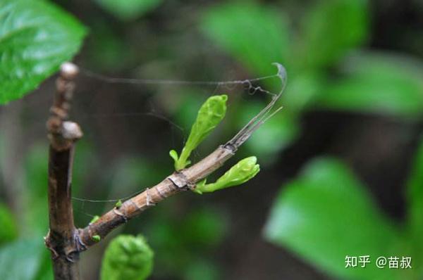 花盆里有小飞虫怎么办 3招消灭小飞虫 知乎