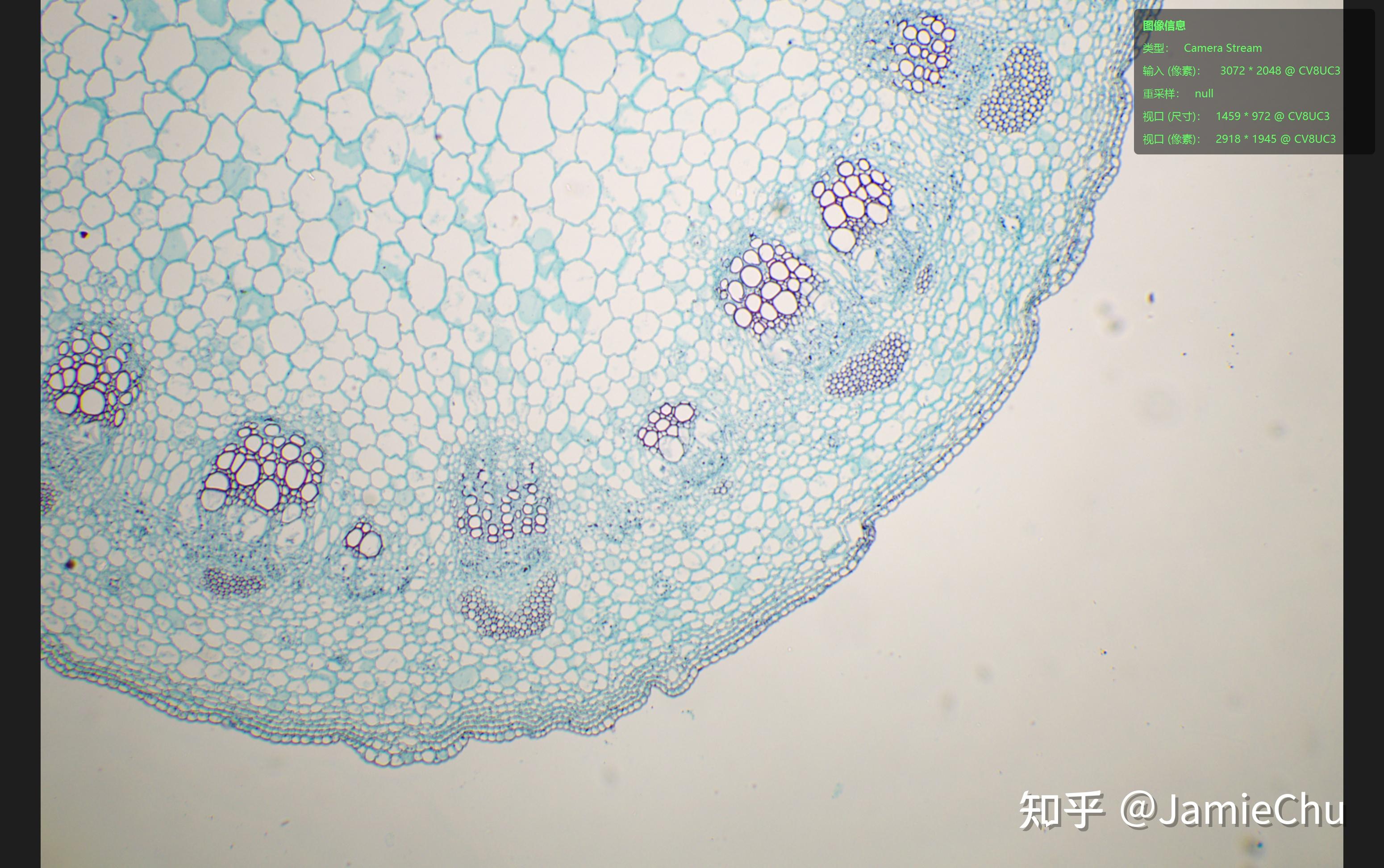 显微观察-双子叶植物茎横切(重制) - 知乎