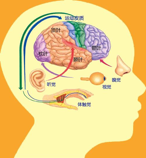 你一直纠结的男女差异……终于有了科学解释! - 知乎
