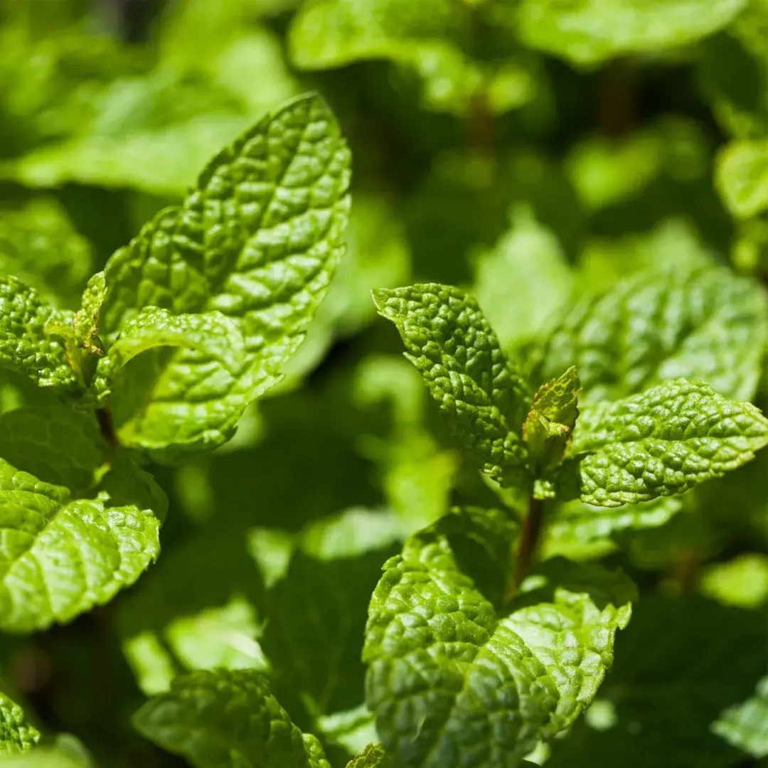 关于精油提神醒脑神器胡椒薄荷