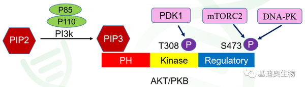 PI3K-AKT通路专题解析（下） - 知乎