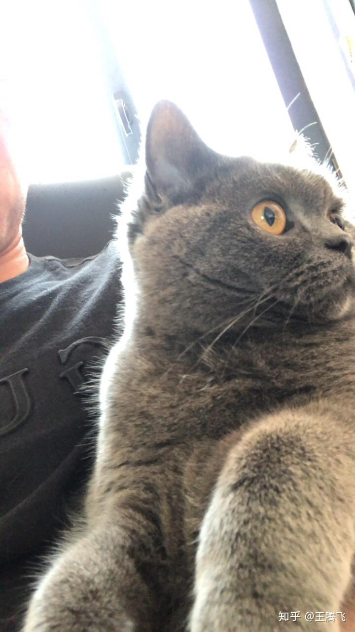 猫不听话可以打吗?