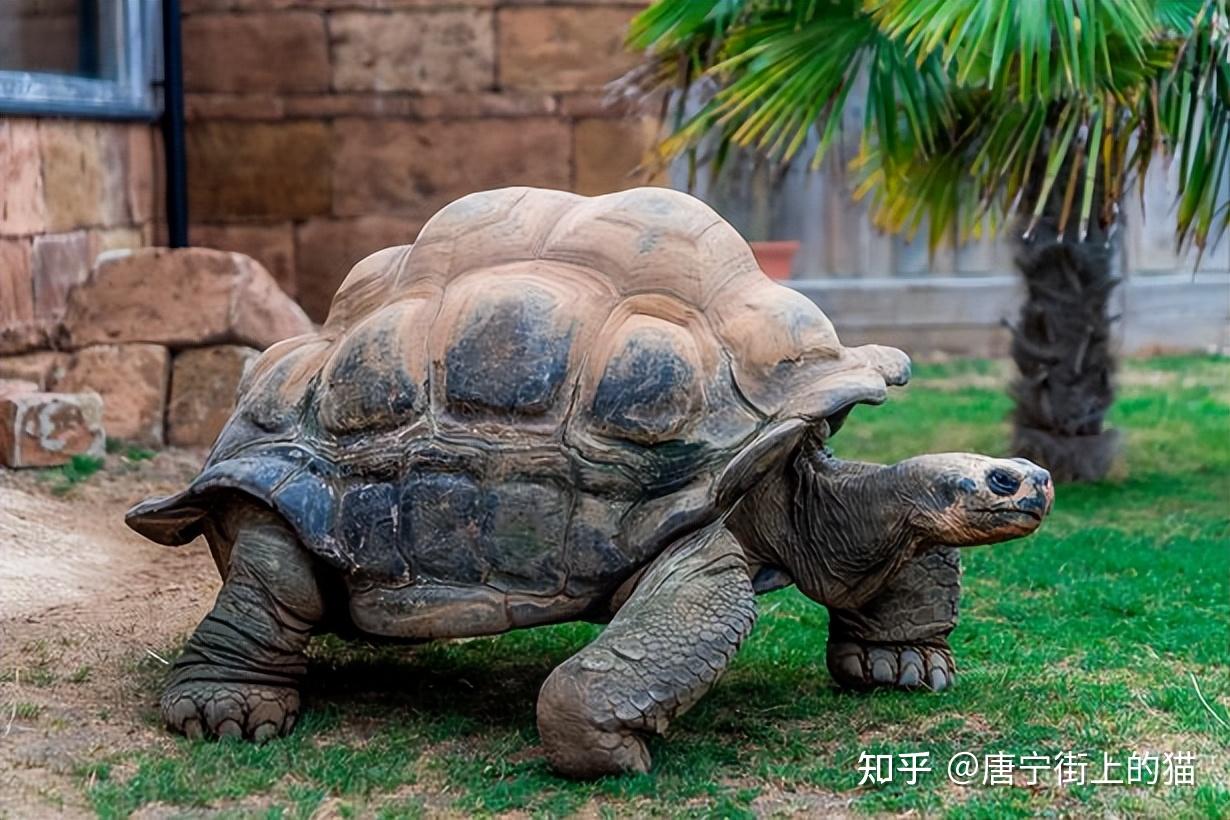 棱皮龟-环渤海两栖爬行动物-图片