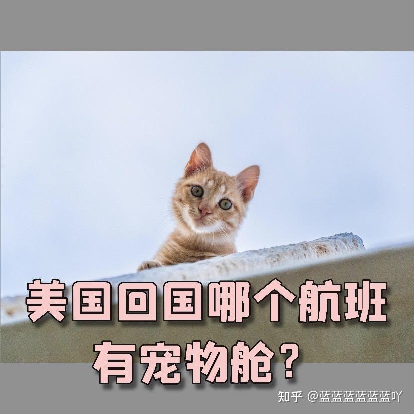 美國回國一票難求帶寵物回國怎麼辦