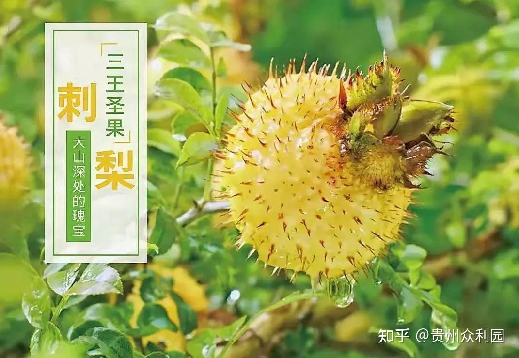 刺梨也可以 “ 甜得清爽、酸得温柔 ” ~ - 知乎
