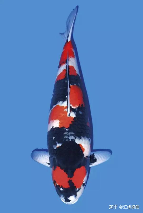 锦鲤肠炎辨别及治疗方法 知乎