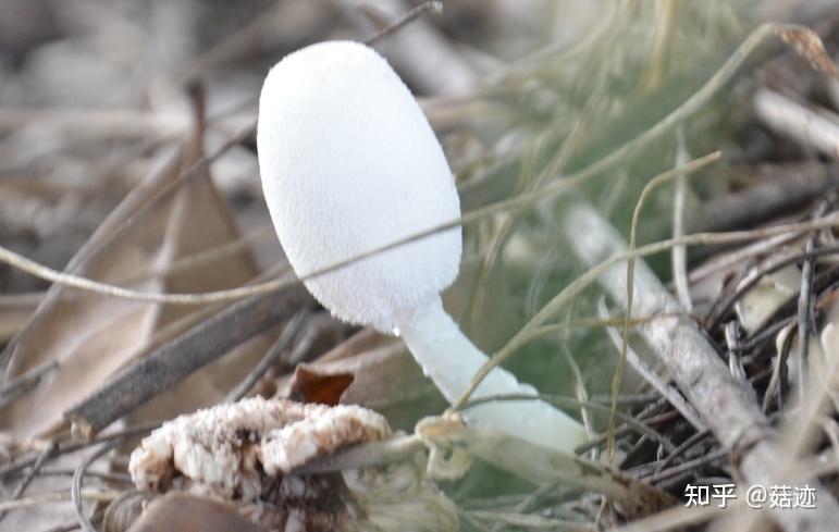 菇迹葱柄白鬼伞毒
