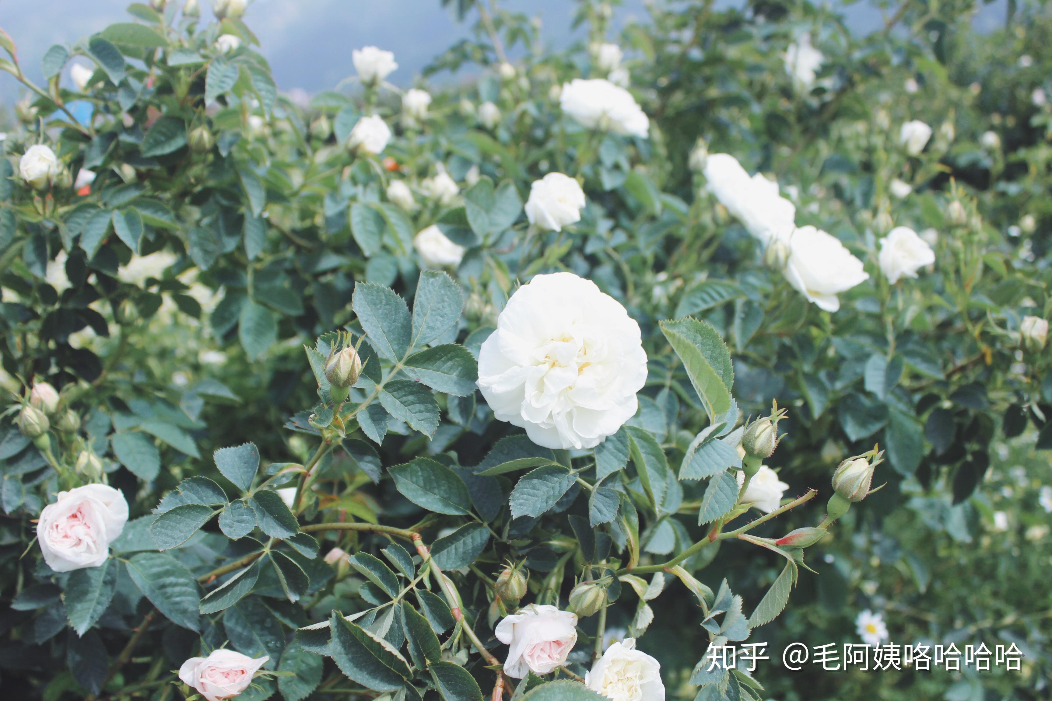 珍贵的保加利亚白玫瑰,真的有传说中的那么神奇吗?