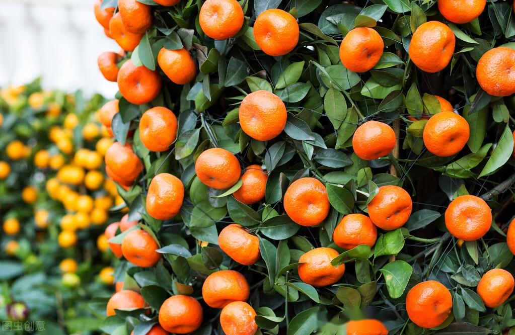 新年元旦记得给家里摆这8样吉祥果寓意虎年大吉好事连连