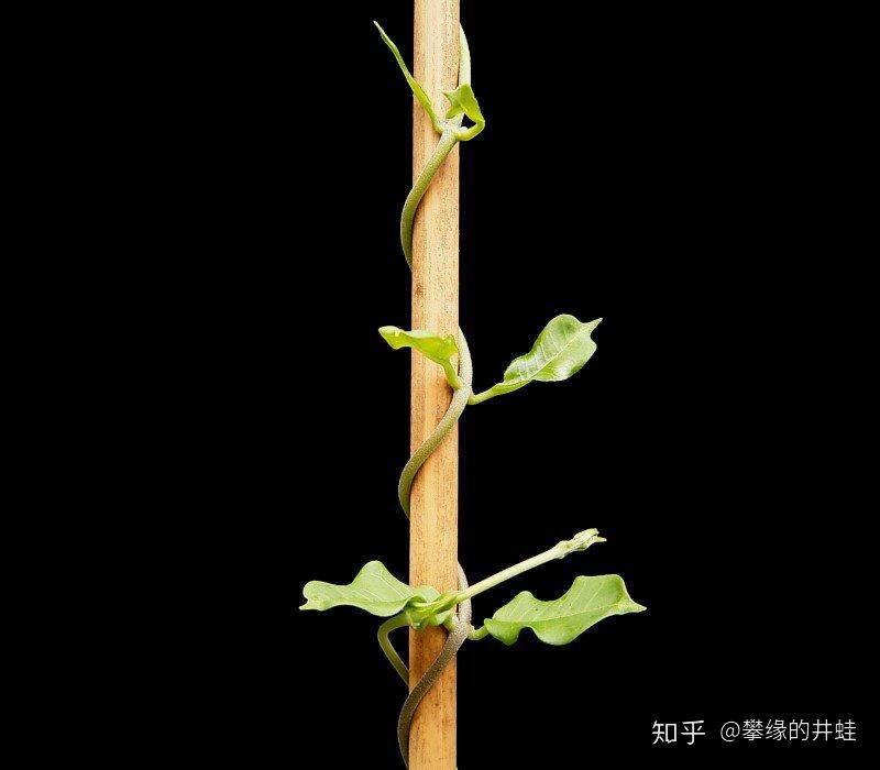 和被它们当成垫脚石的植物更加缠绵,难解难分,比如特化的缠绕茎