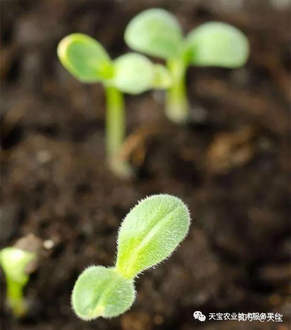 辣椒种子:辣椒种子的有效收存期限最长不得超过3年.
