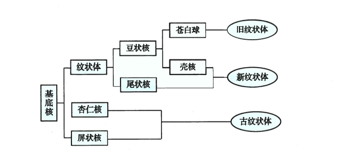 神内临床笔记42 基底节&丘脑病变 - 知乎