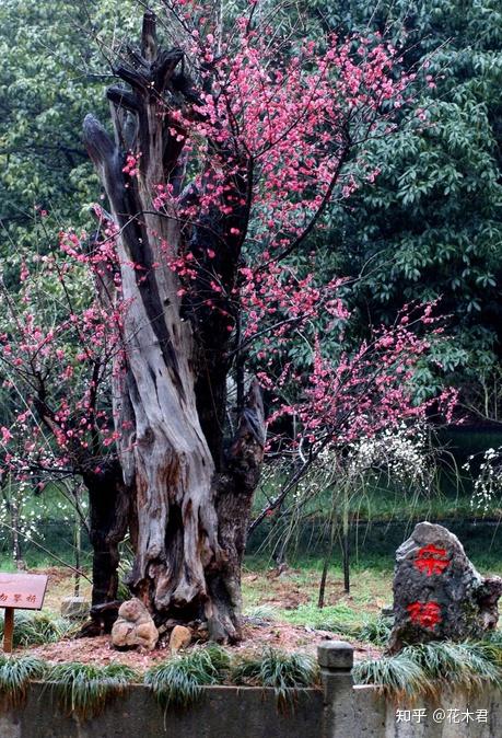 古梅和名梅树盘点,500年以上树龄的仅仅有4株