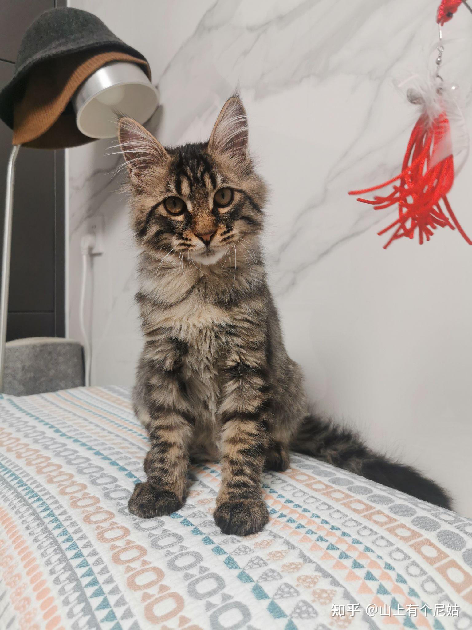 缅因猫胡子不够长是串吗最近还断了