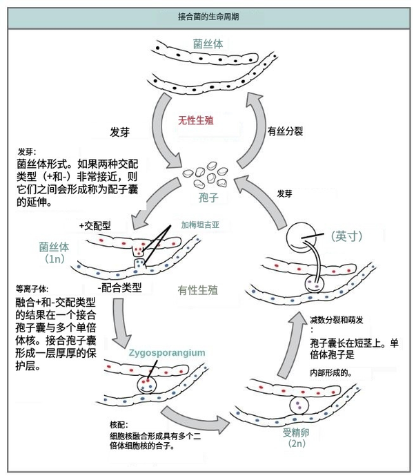 真菌的分类、特点和简史 - 知乎