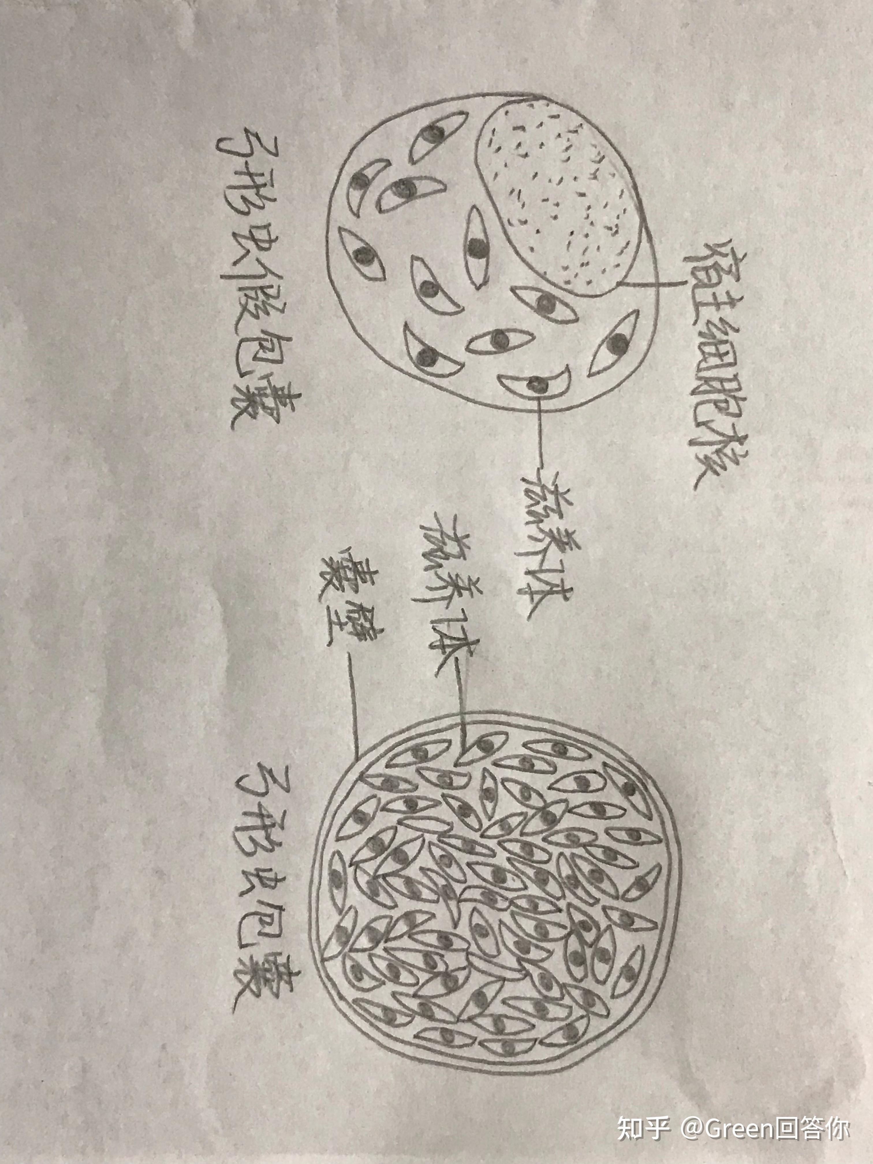 刚地弓形虫手绘图片