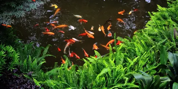 水培植物和小鱼儿的和谐相处窍门 知乎