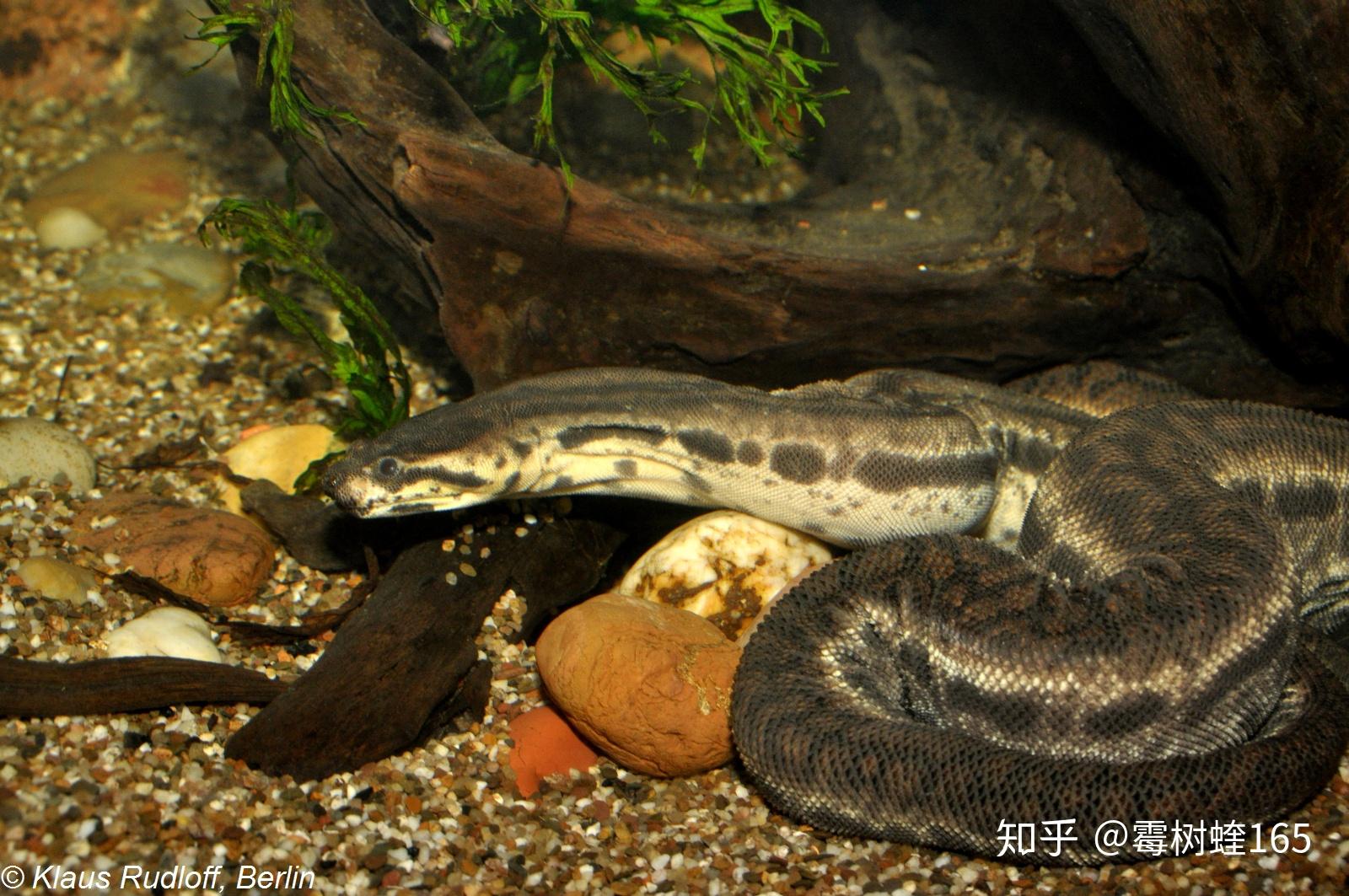 下海的蛇类,其中诞生了在蛇类演化中非常特殊的一个类群——古杯蛇科