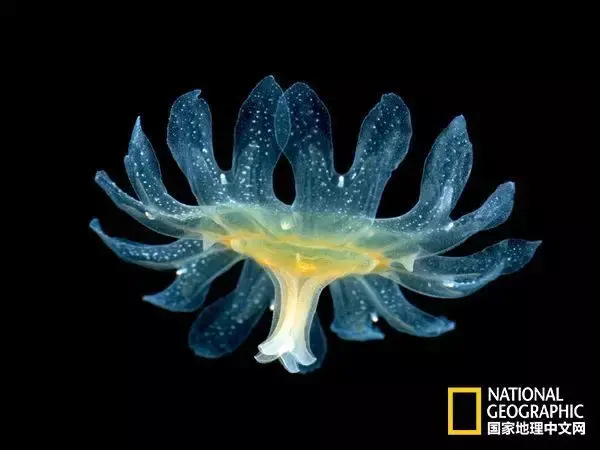 世界上最梦幻的生物水母作者暮晖熠熠