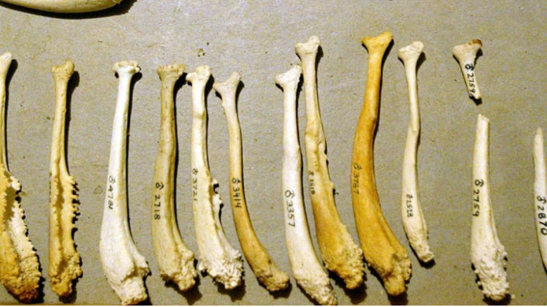 男性的阴茎骨如何在进化中消失的