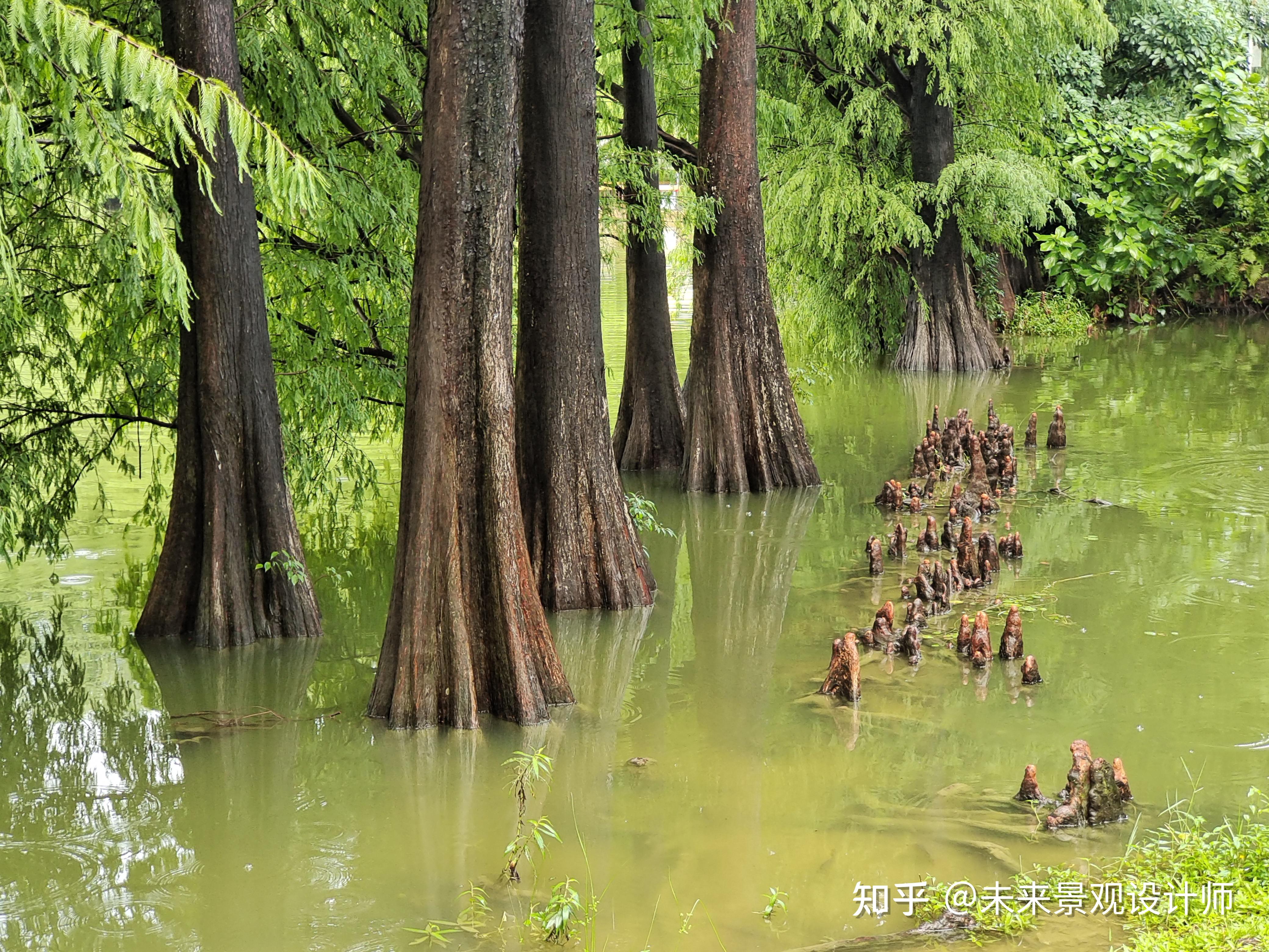 简单三步法快速区分水杉