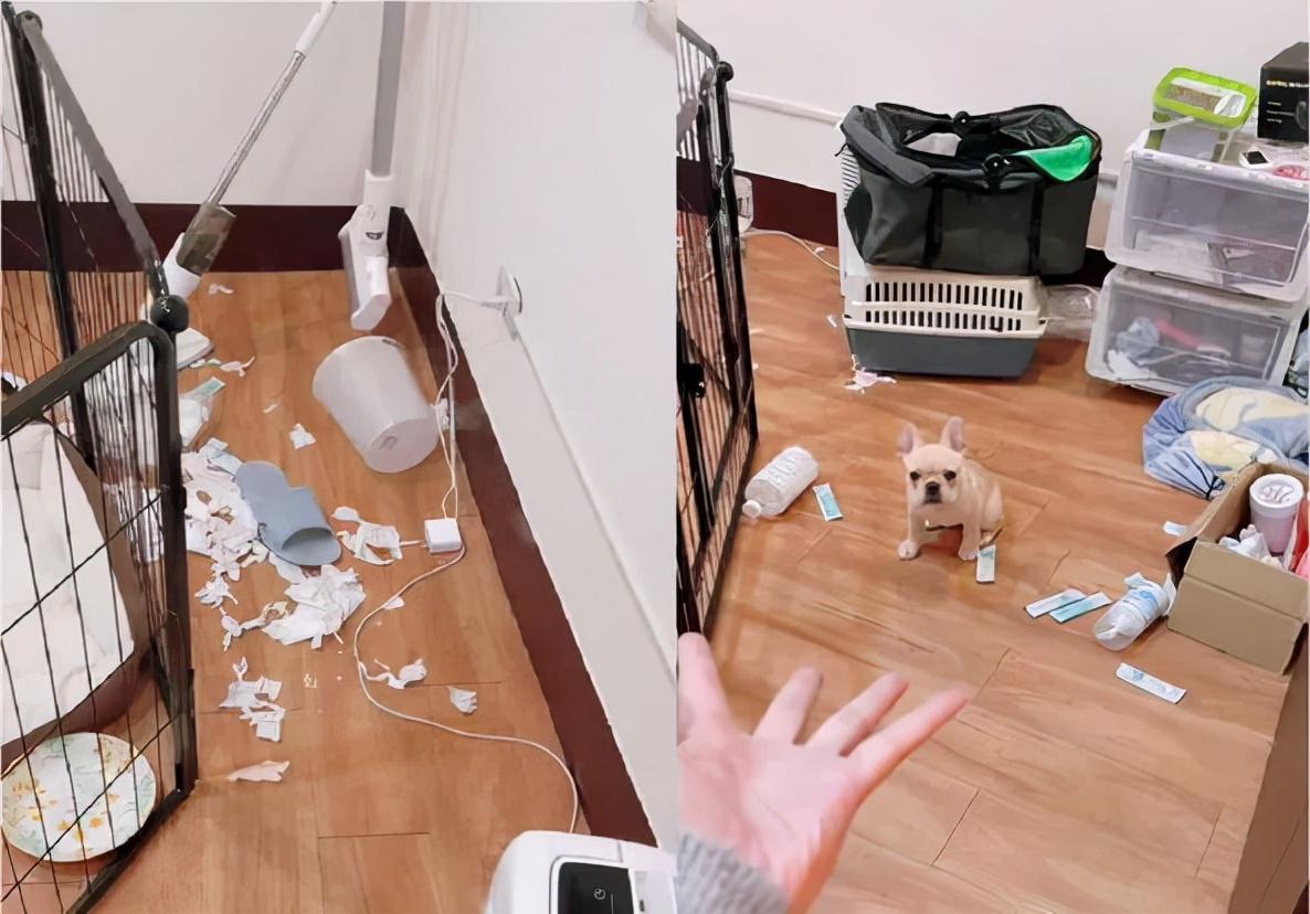 房间一片狼藉镜头转向凶手时网友笑喷还以为是大型犬