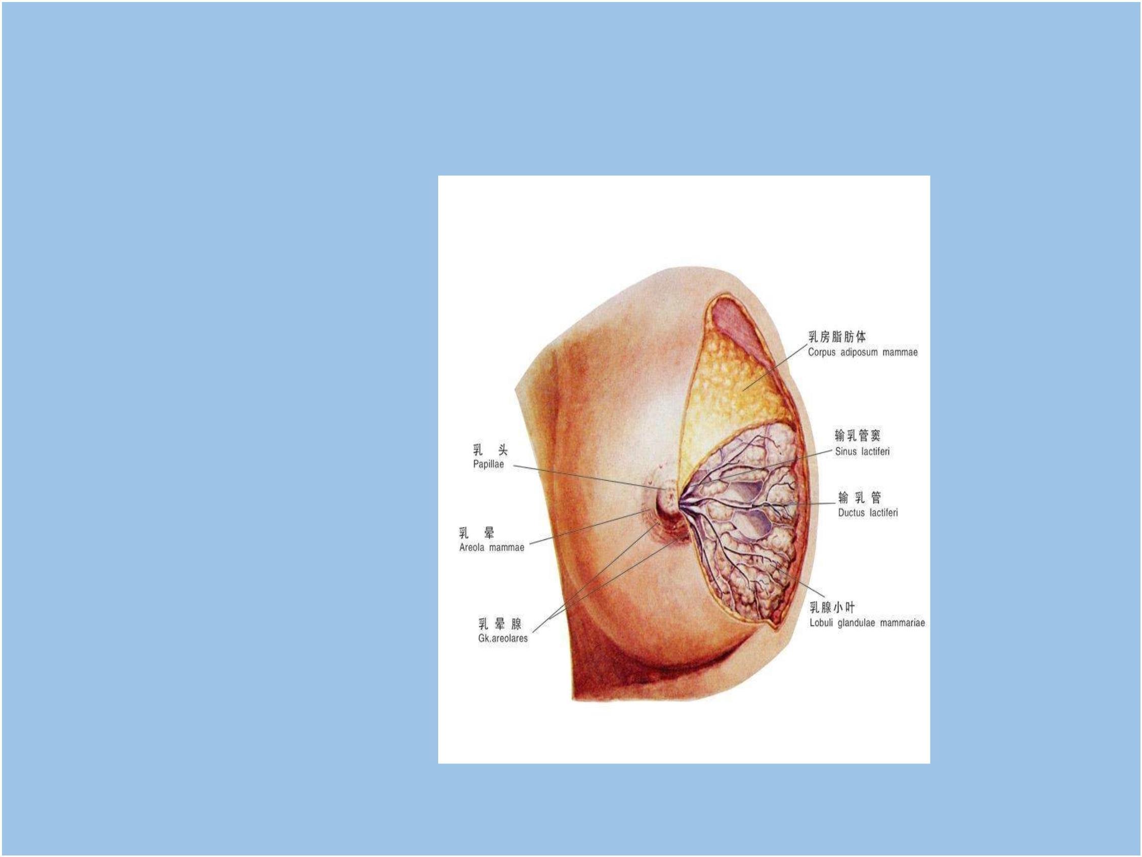 乳头位置:乳房中央突起的圆生理解剖3:术后处理2:手术过程1:生理解剖