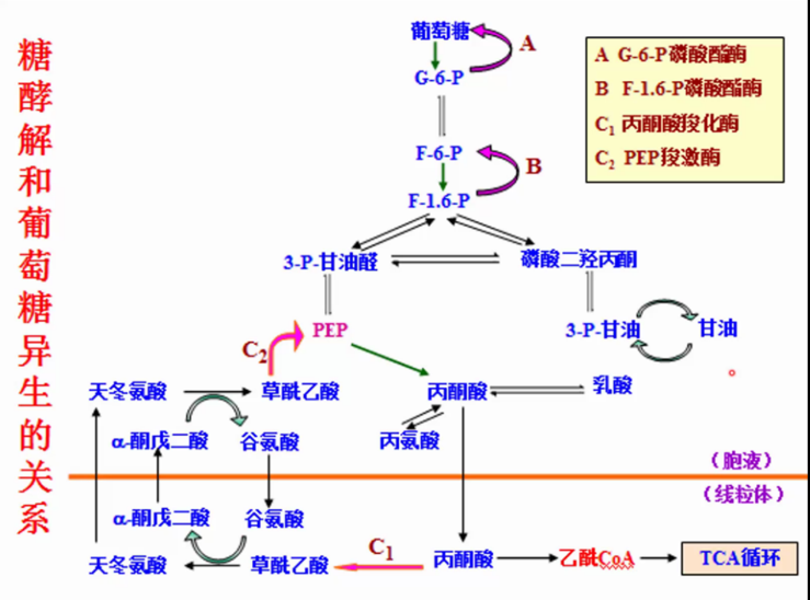 生化—磷酸戊糖途径与糖异生