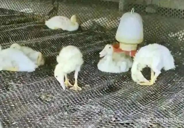 鹅脖子歪斜是什么病症？小鹅扭脖子歪头怎么办？一文解答！ - 知乎