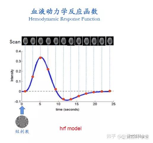 神经元激活可能只持续几毫秒,而局部脑血流量增加的过程则相对缓慢