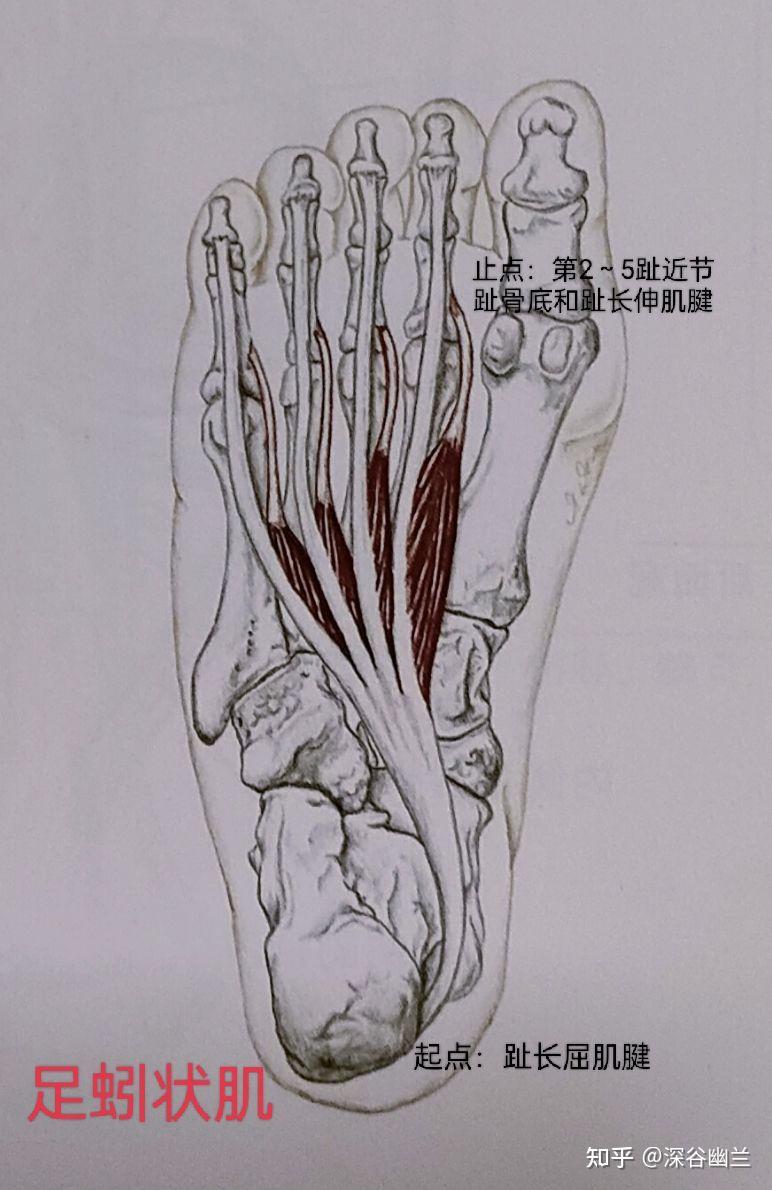 足骨间肌图片