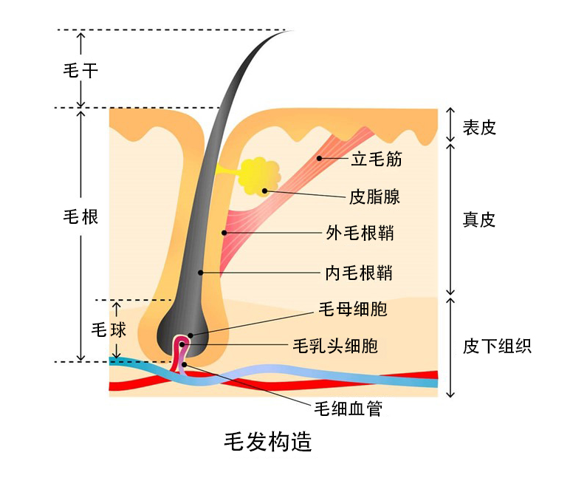 麦吉丽护肤课堂丨头皮护理指南 - 知乎