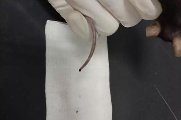 小鼠实验室操作之花式采血