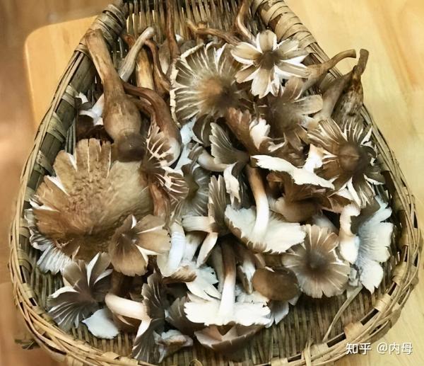 鸡枞能种植吗?鸡枞怎么吃? - 知乎