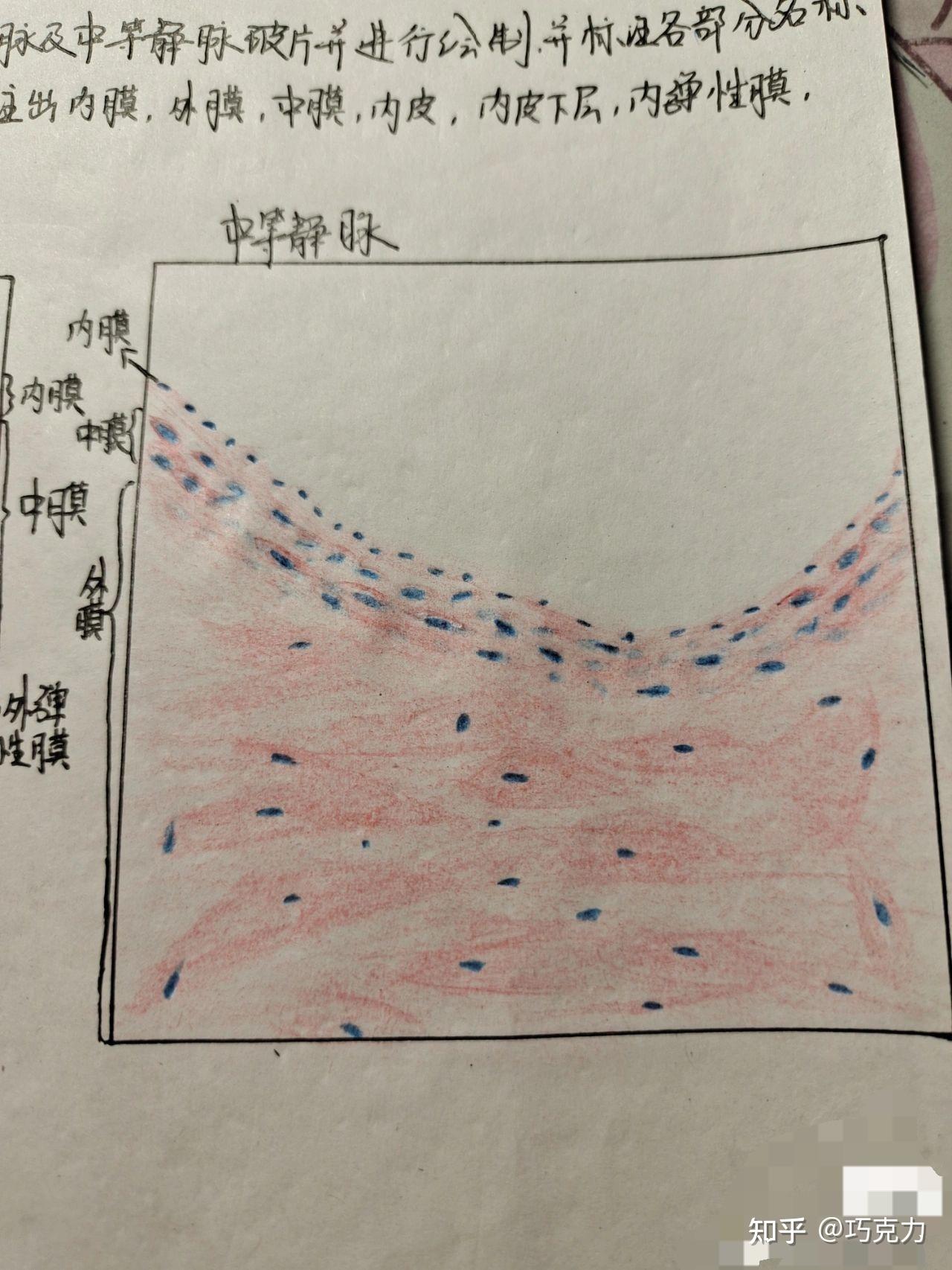 医学生红蓝图 知乎