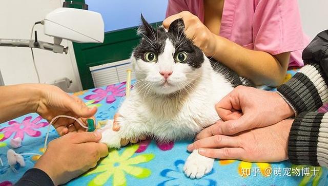 让小猫咪成活率更高的秘密:猫咪血型 - 知乎