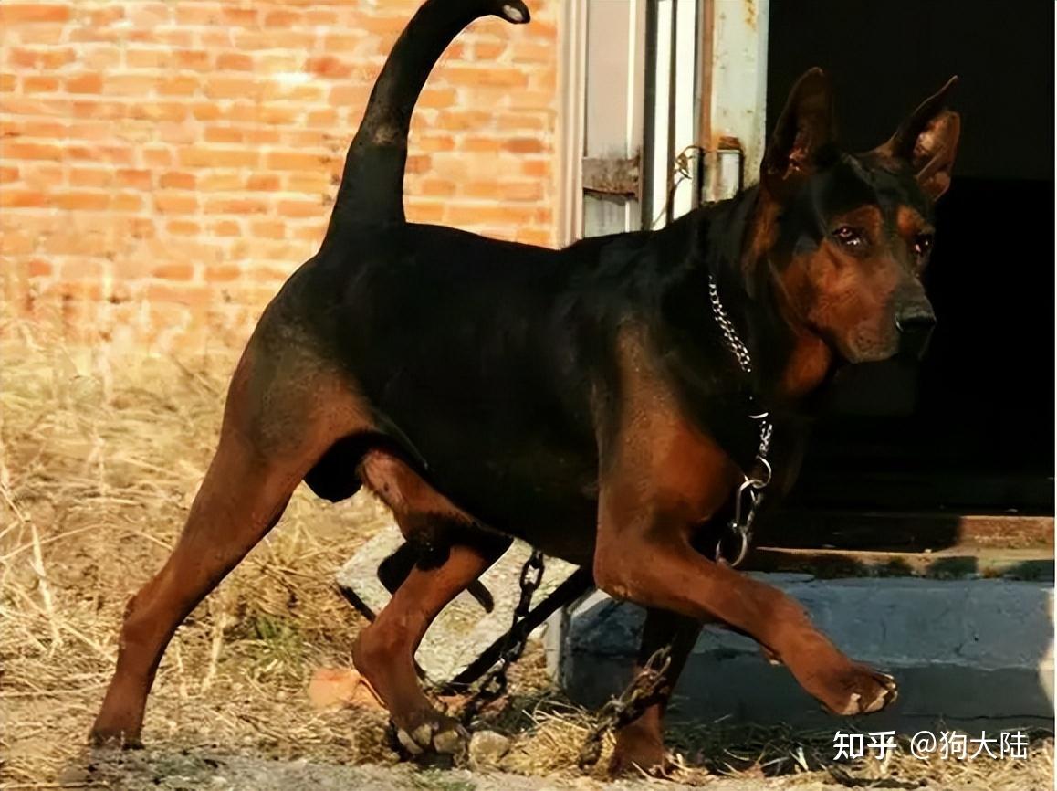 莱州红犬黑色图片