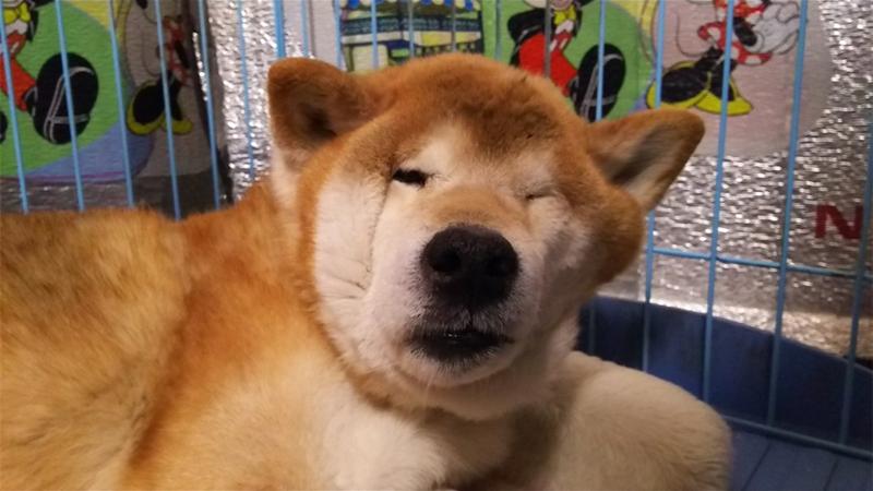 狗狗睡到不醒狗事一回头网友笑翻了柴犬我是谁我在哪