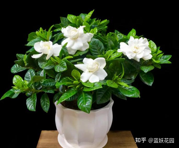 蓝妖栀子花的养殖方法和注意事项这2点搞定养好非常简单