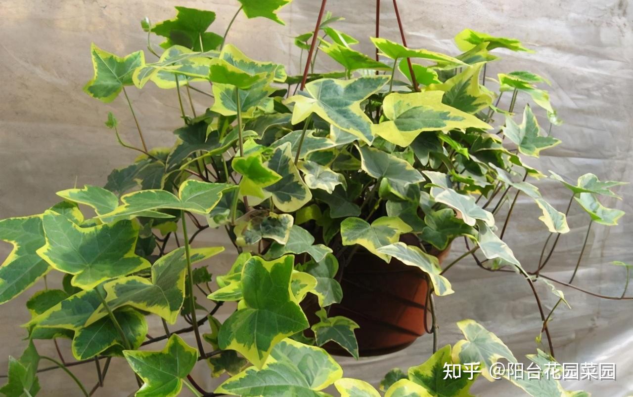 20种净化空气植物 - 海外华人网