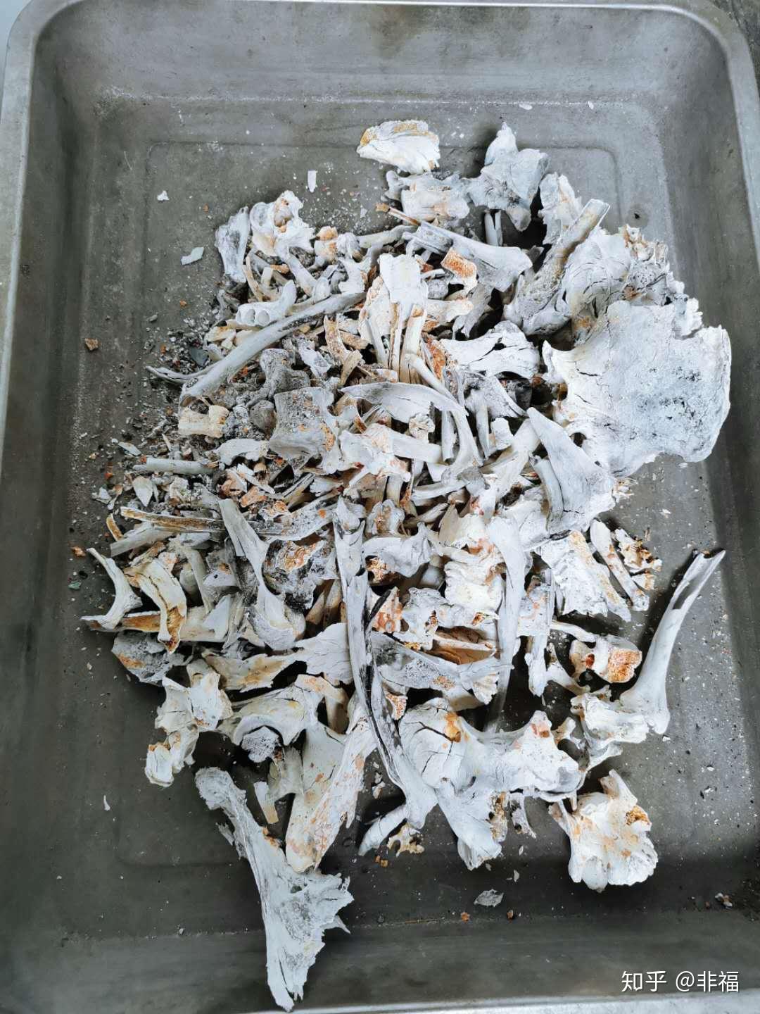 宠物火化后的骨灰跟电视里的一样吗? - 知乎