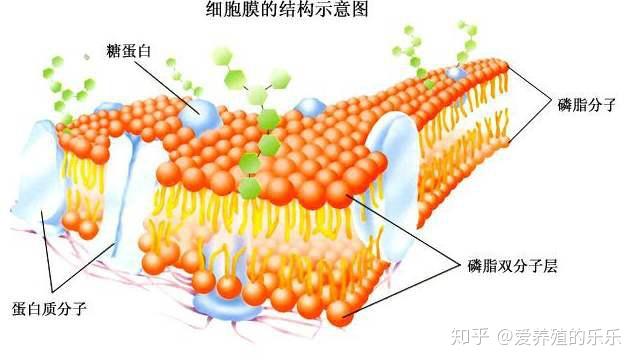 的抑菌機制主要表現在,一方面能夠增強腸上皮細胞對細菌侵染的抵抗力