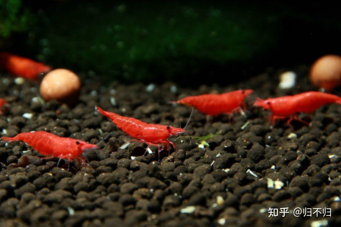 常见观赏水族之极火虾
