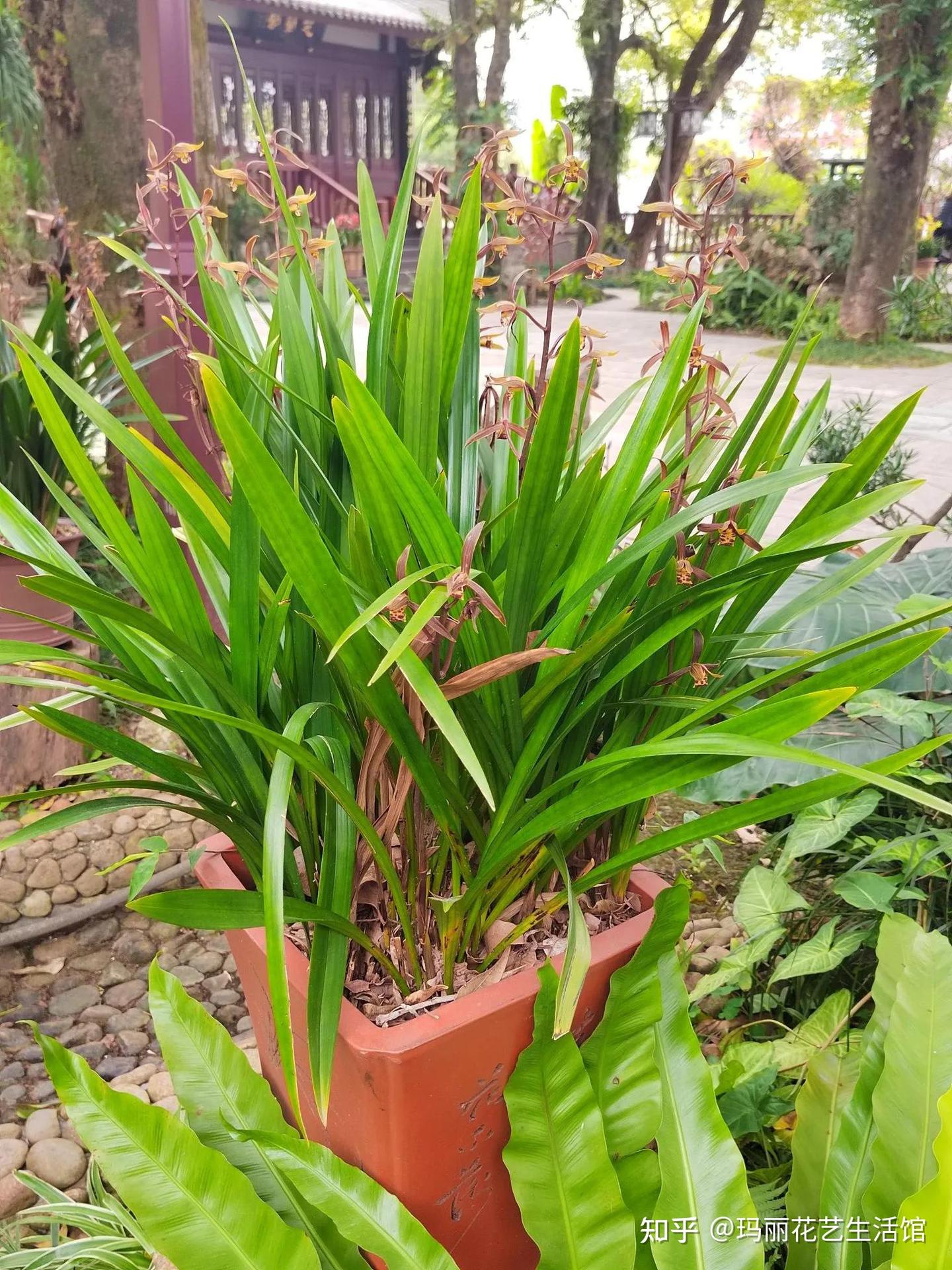 兰花的根是什么样子?了解兰花根,才能分辨兰花,正确栽培它 - 知乎