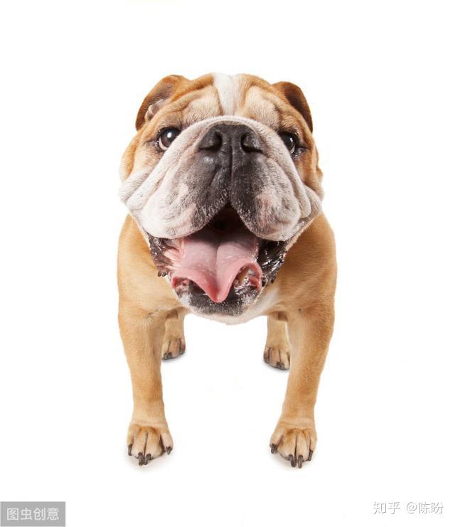 什么是舔狗什么是备胎 v2-efe3c186c3ac05bb29875335c5e86576_r.jpg