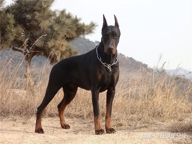 忽悠我养“杜宾犬”的朋友,我们绝交! - 知乎