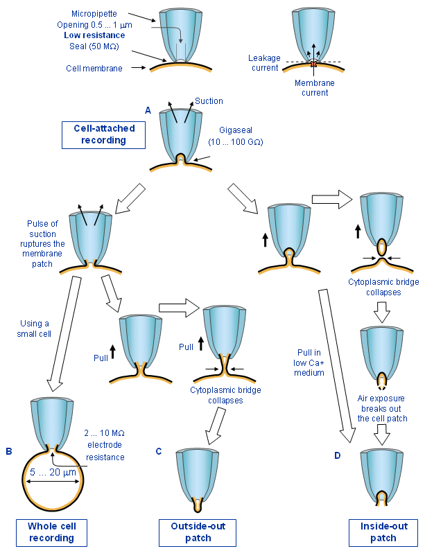 如何倾听神经元的“对话” 知乎