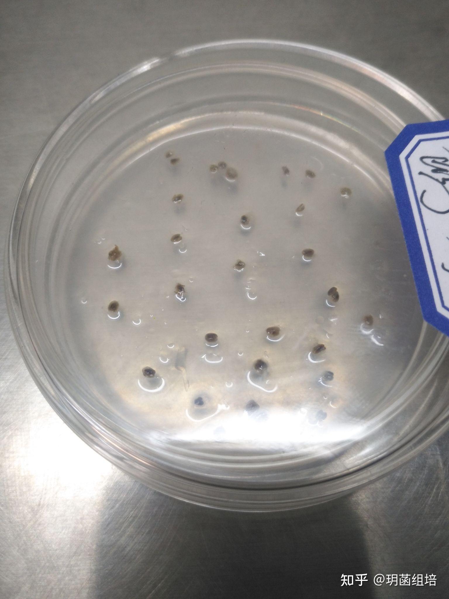 草莓花药离体培养中形态 - 知乎