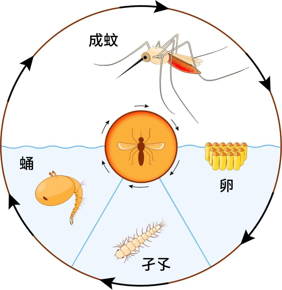 一咬一個包夏天已無法乘涼遍佈全國的花蚊子是何方神聖