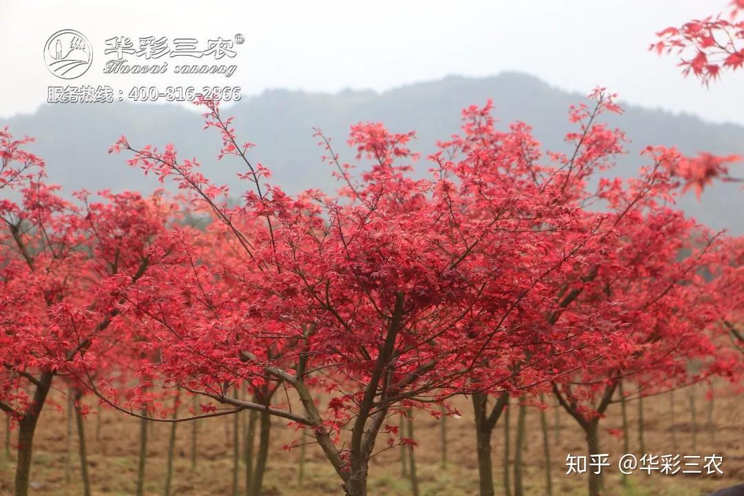日本红枫红舞姬 红枫精品 枫情万种之日本红枫红舞姬 - 知乎